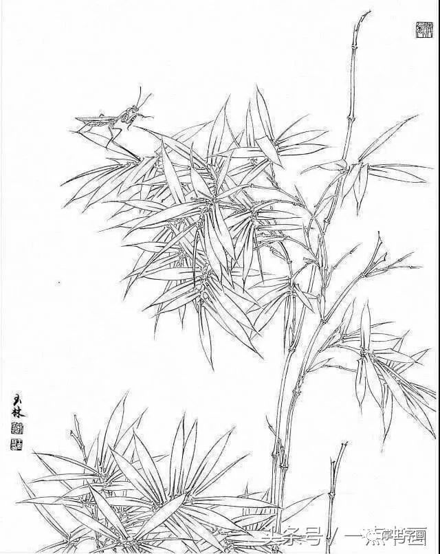 素描竹子 精微图片
