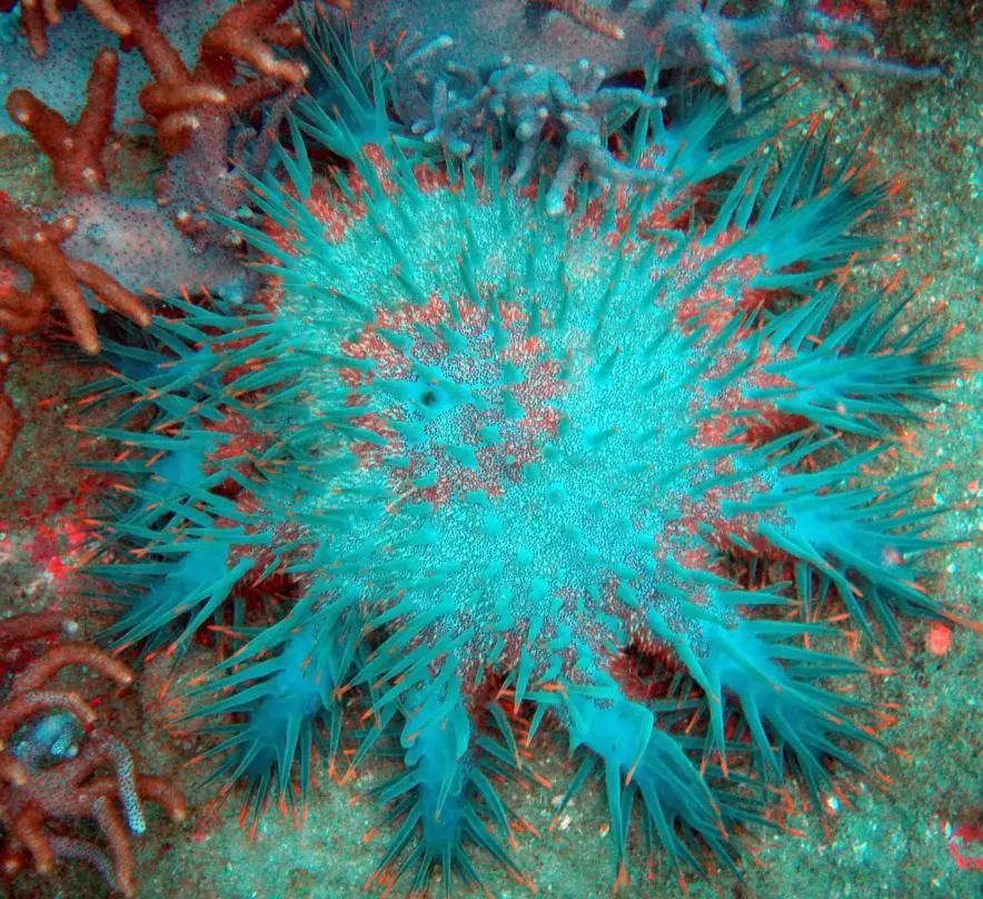 棘冠海星:海中毒魔鬼,贪吃的珊瑚杀手