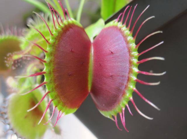 食虫植物系列:捕蝇草的血盆大口