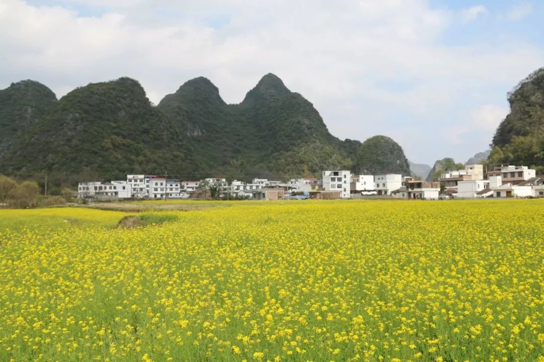 20182101112三期忻城千畝油菜花摘草莓趕圩買年貨一日遊