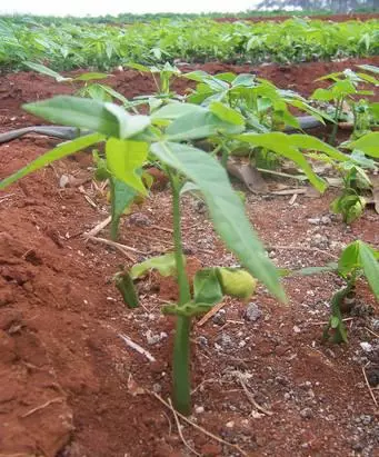 一粒发财树种子扔进土里变成一棵树还能开花结果呢长见识