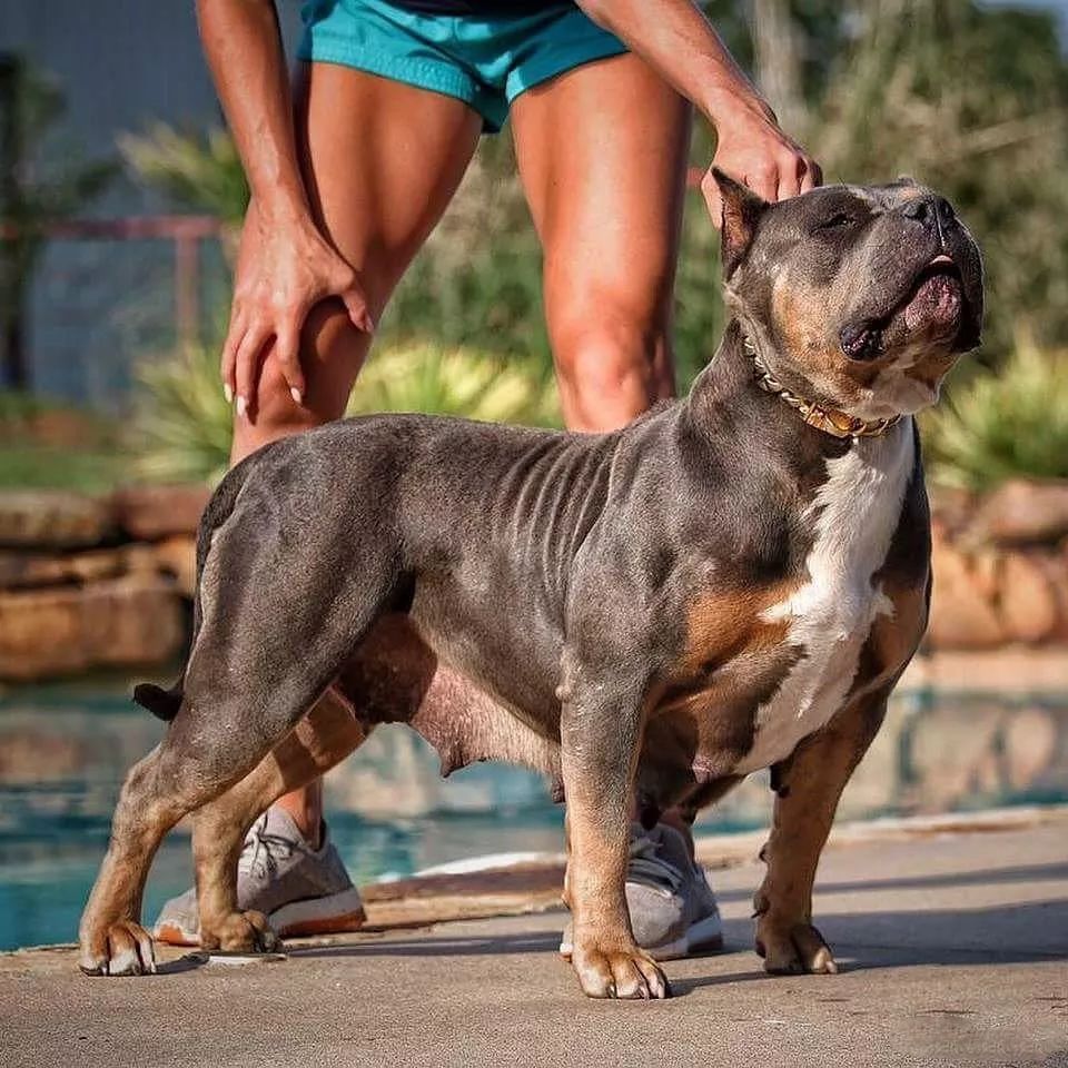 恶霸犬肌肉背部图片