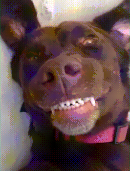 一只狗呲牙笑的动图图片