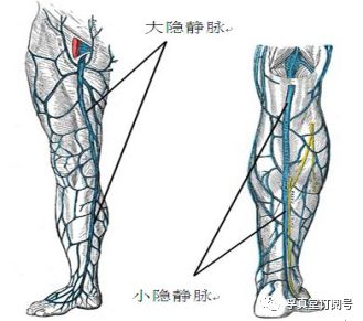 大腿内侧大动脉图片图片