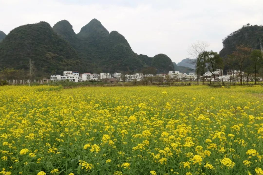 20182101112三期忻城千畝油菜花摘草莓趕圩買年貨一日遊