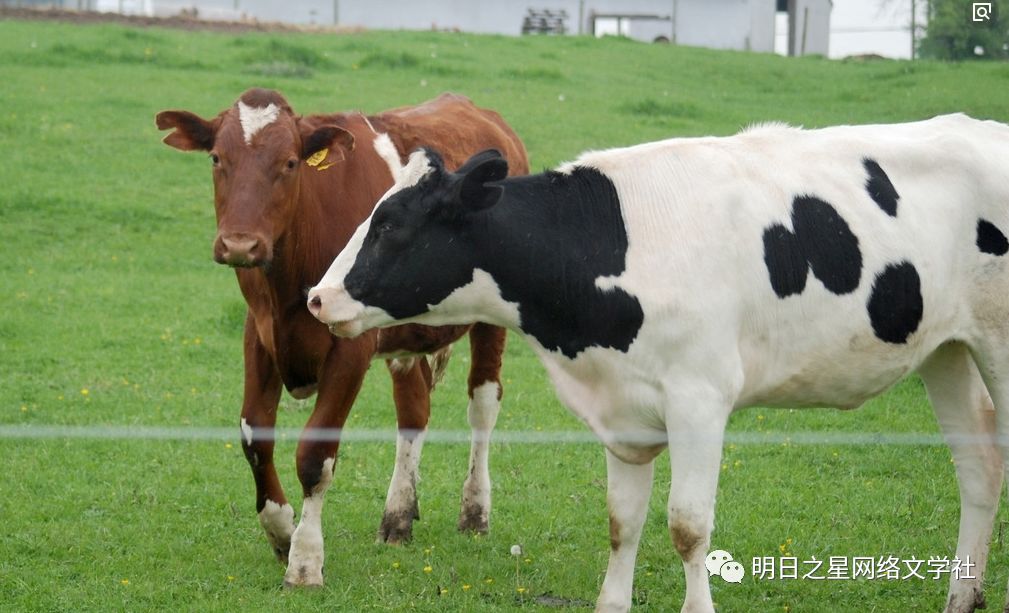 三头牛农业图片