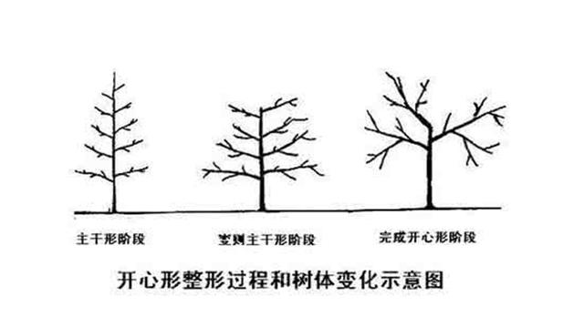 樱桃树栽培技术