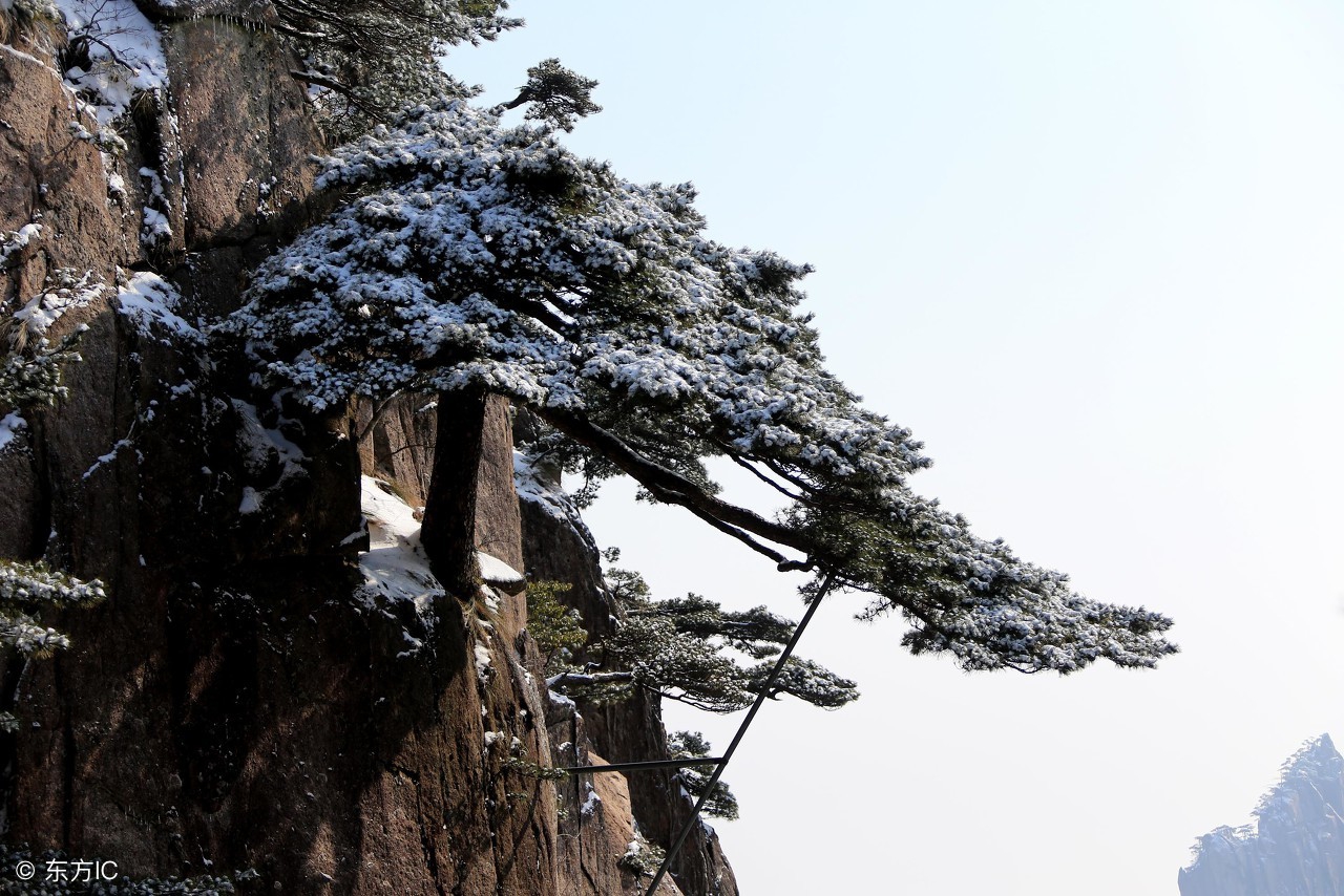 (圖片來自東方ic)黃山的雪松格外耀眼,不畏嚴冬,展現了其偉岸的身姿.