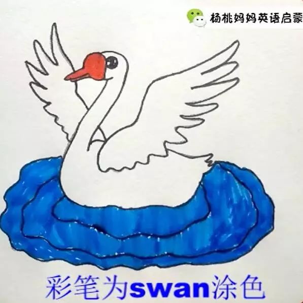 英語萌萌畫 | swan天鵝