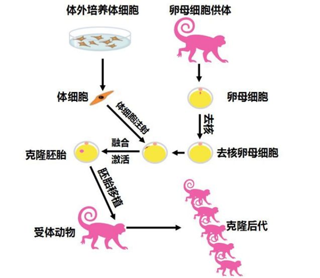 科技前沿世界首例体细胞克隆猴是如何诞生的