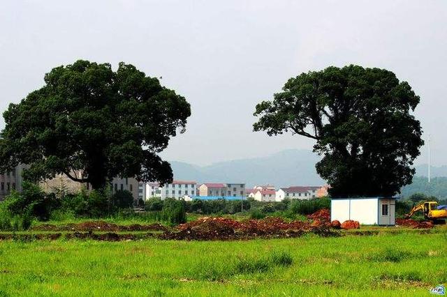 公佈了浙江省首批休閒旅遊示範村名單,義烏市大陳鎮馬畈村榜上有名