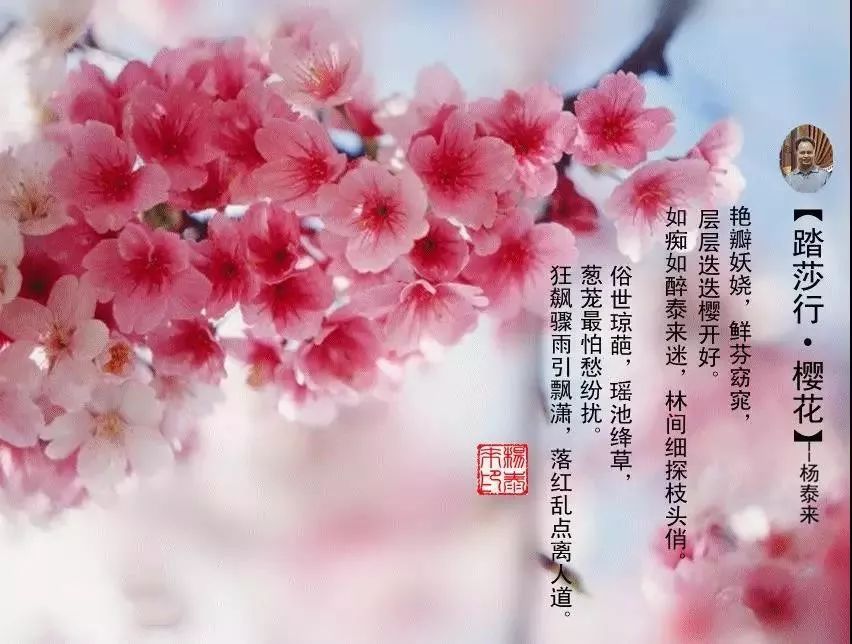 邀您一起看樱花2月4日樱花源记赏花一日游