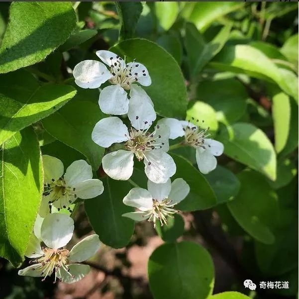 樹香豌豆象牙花萱草雪割草雪光花煙火樹延齡草羊角拗油點草油桐魚腥草