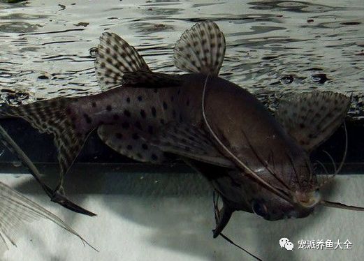 【每日一鱼】反游猫,一种非常奇怪的热带观赏鱼!