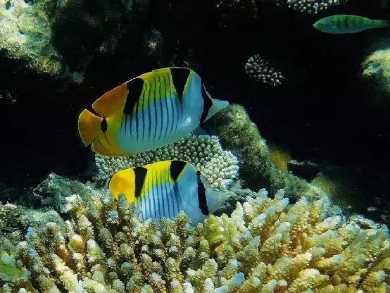 海底總動員裡不止有尼莫還有這些神秘而美麗的海洋生物