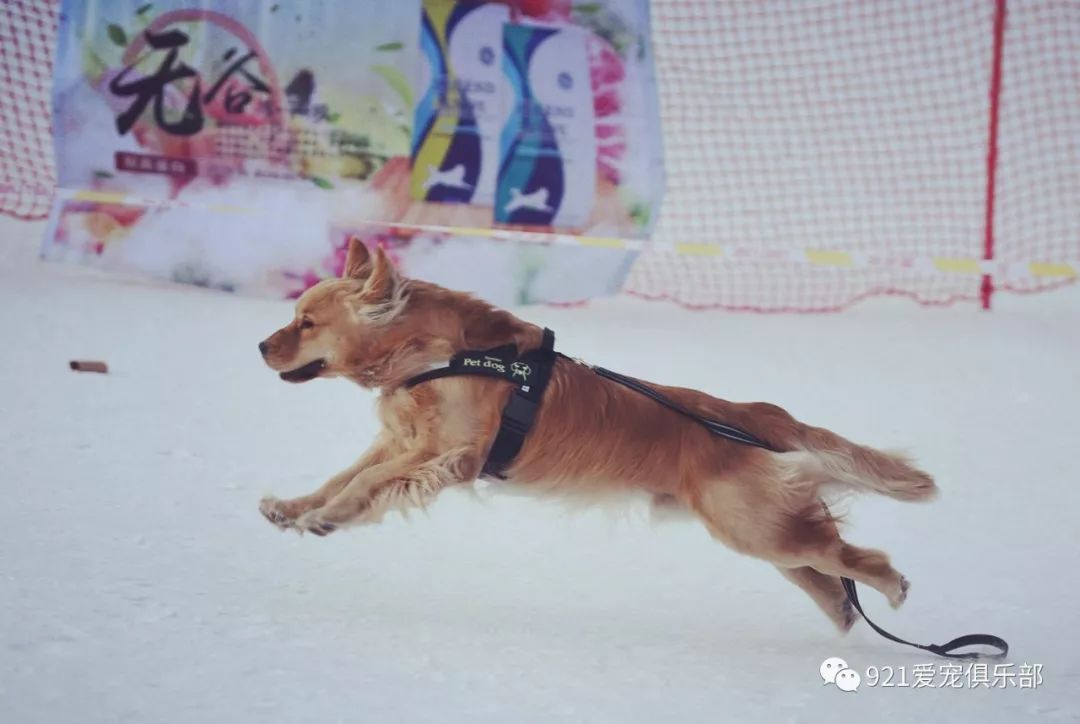 二哈逆襲短腿賣呆上百狗狗雪地賣萌迎狗年帶你看看2018瀋陽寵物冰雪