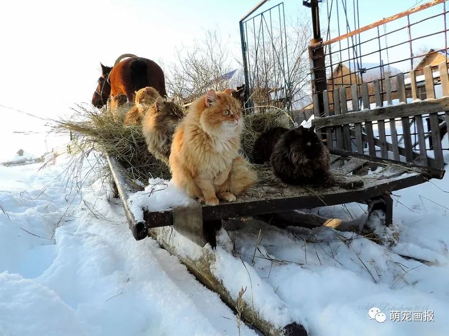 毛茸茸的西伯利亚森林猫,生活在这极寒之地