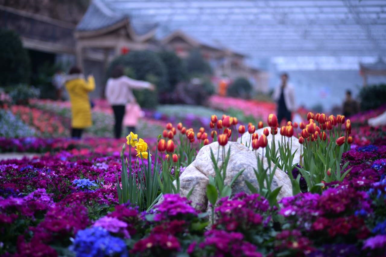 成都花舞人间春节赏花季百万株郁金香迎客