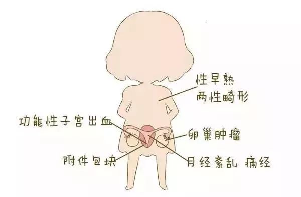 女性身體內雌性激素的增加,出現第二性徵和生長加速,月經來潮,卵巢