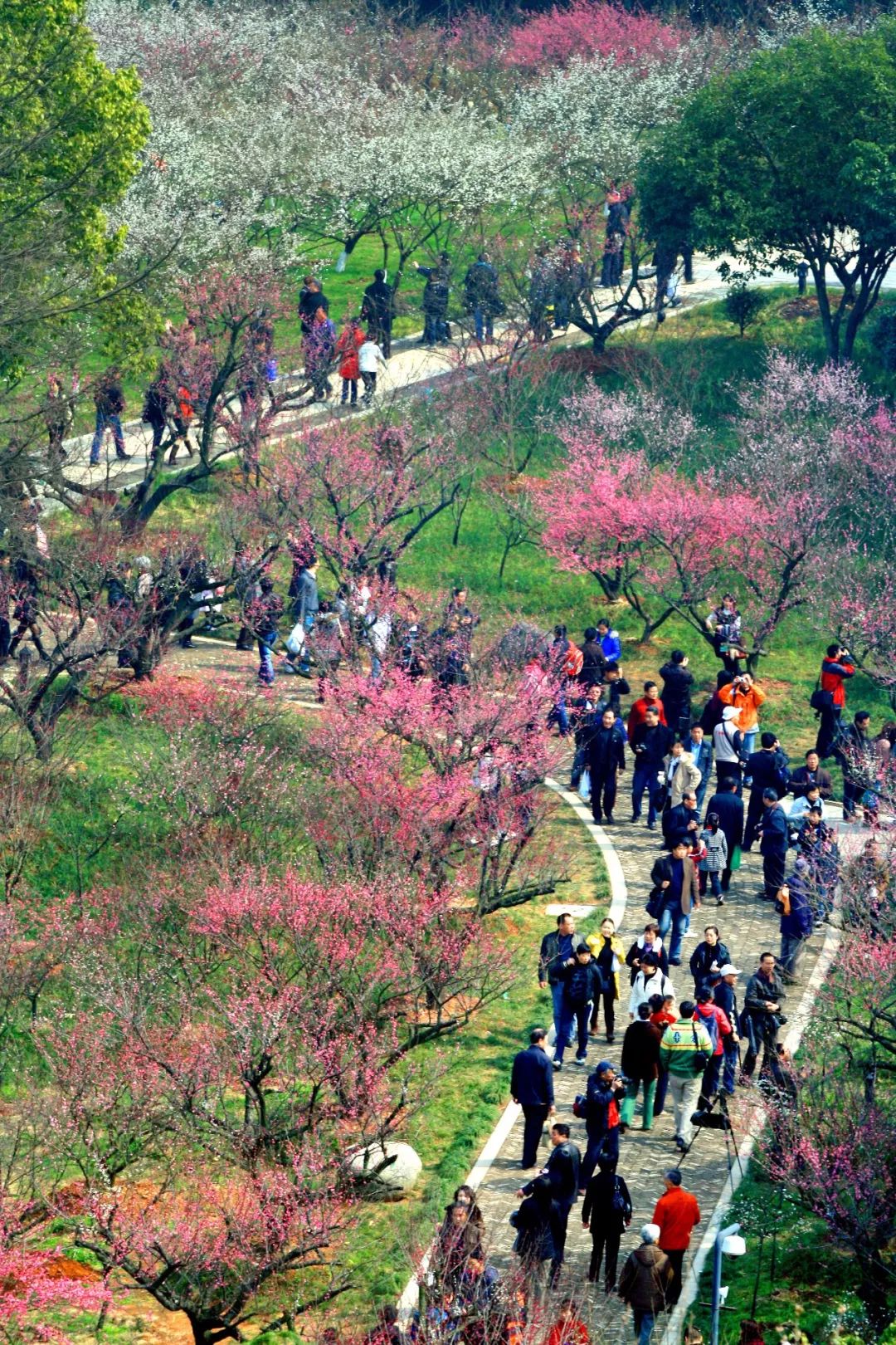 杭州超山梅花节图片