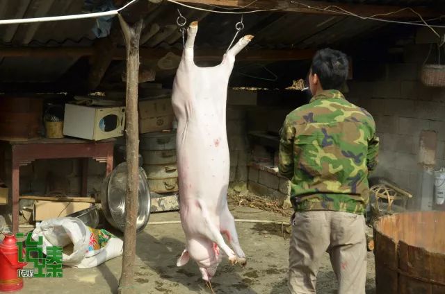 把猪吊起开膛破肚图片图片