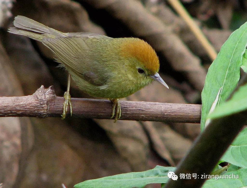 2018廣西龍州弄崗觀鳥賽鳥浪第一波