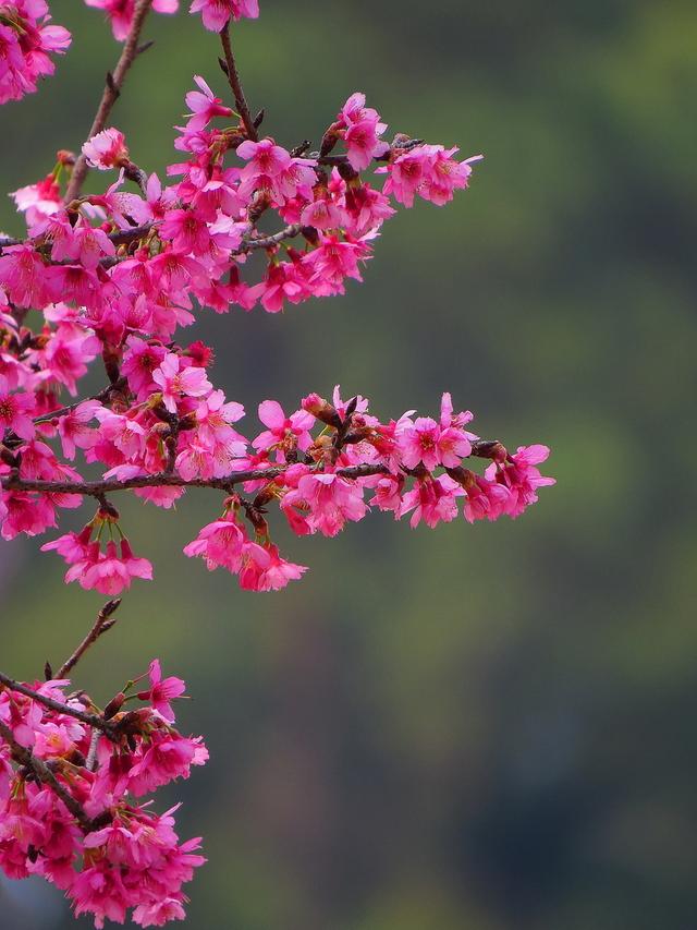 玉树后庭花 闲扫落花图片