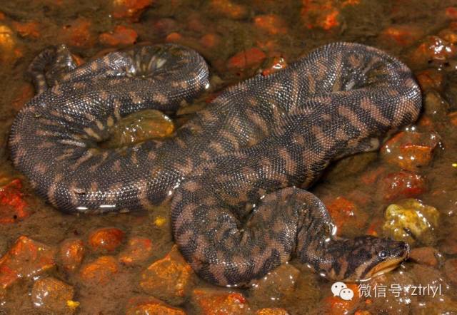 【rlyl物种说】今日-阿拉佛拉瘰鳞蛇(arafura file snake)