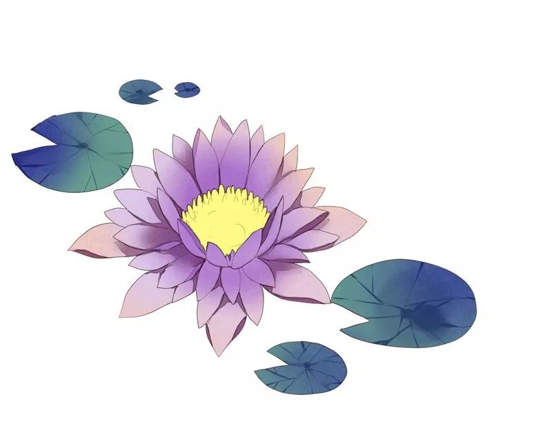 绘画教程如何画一池优雅高贵的睡莲植物教程