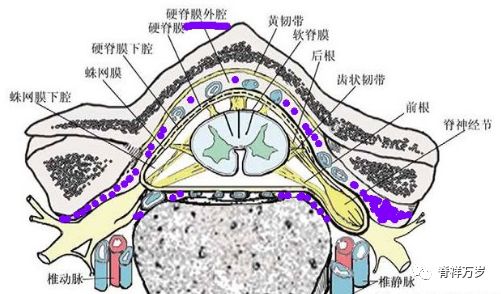 硬膜外解剖层次图谱图片
