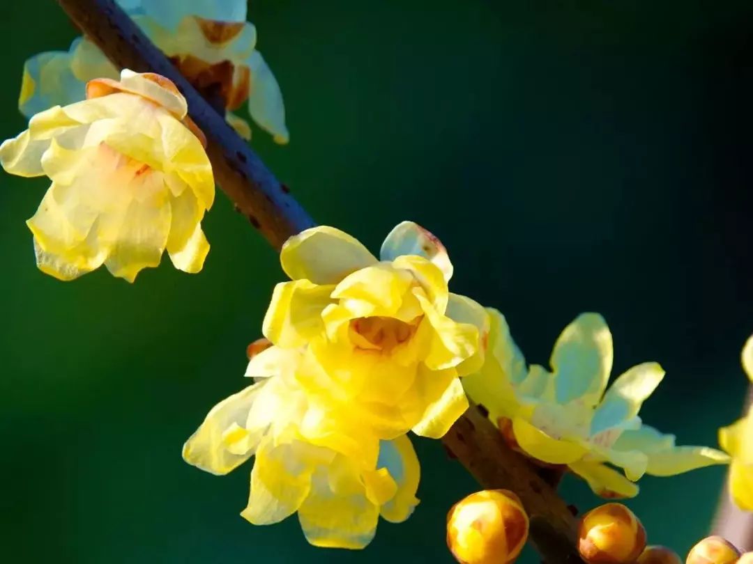 春节恰逢梅花盛放,赏梅正当季!嗅2018年的第一缕花香!