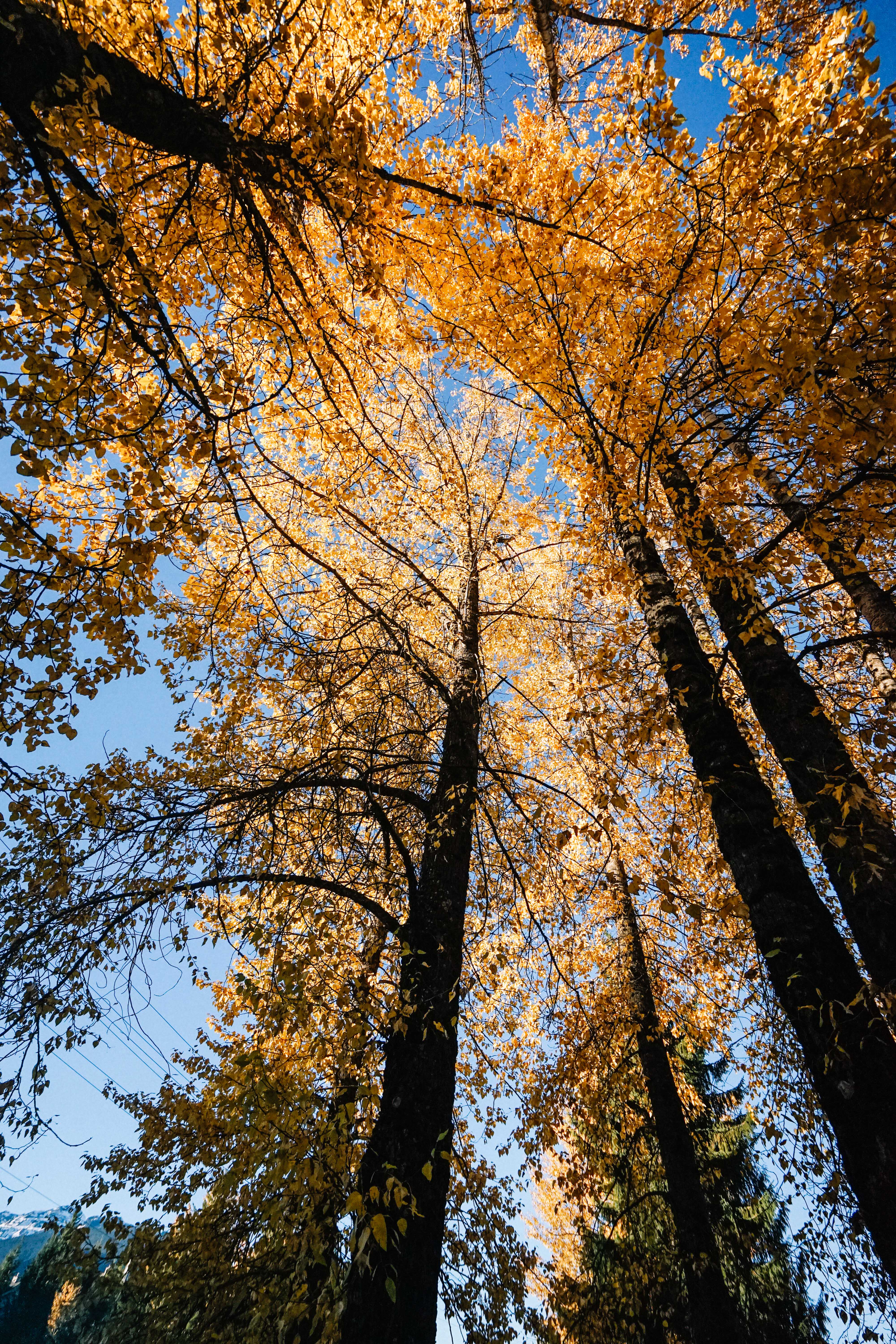 加拿大桦树林图片