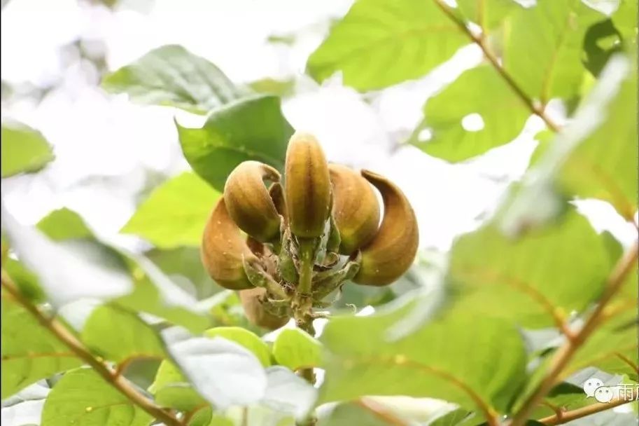 洋紫荆果实图片