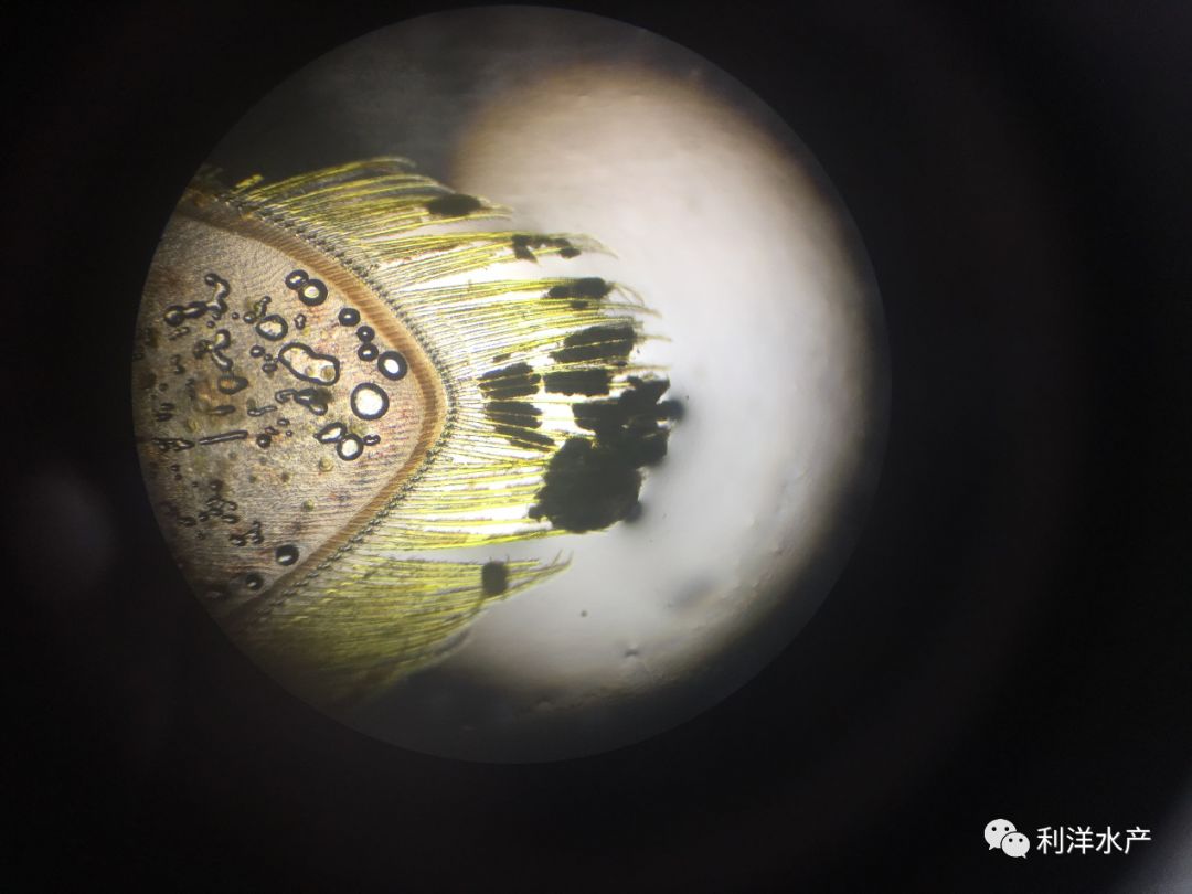 沙蚕疣足显微镜图片