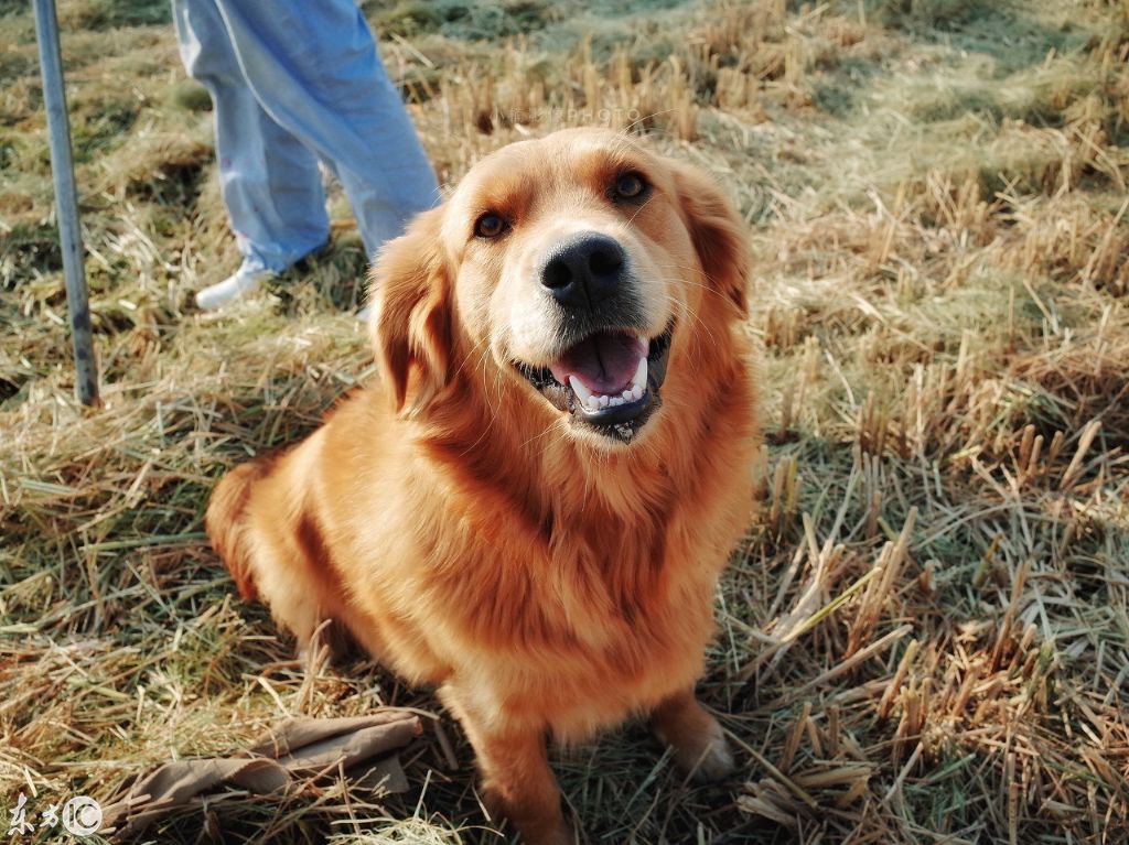 "随人黄犬搀前去,走到溪桥忽自归.