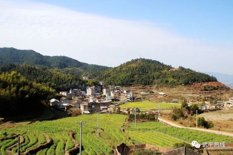 武平尧禄村油菜花好美待天气回暖一起赏花可好