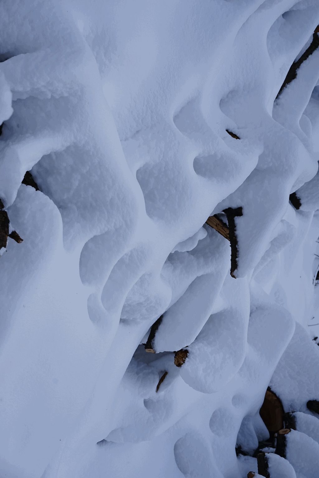 南京不一样的雪:血色浪漫,银色形态