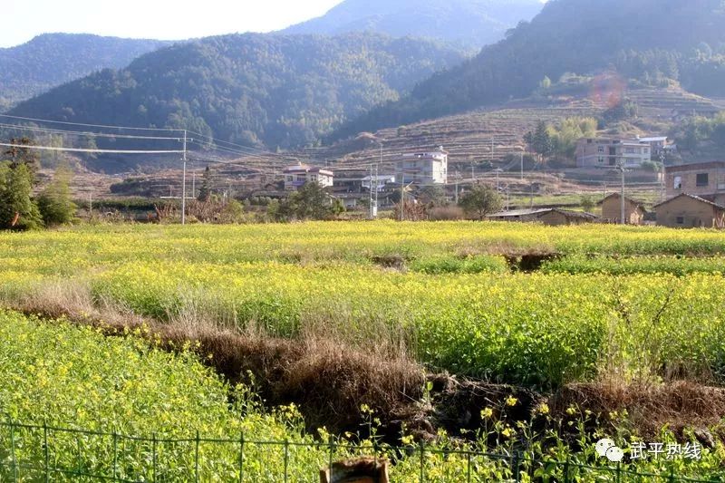 武平尧禄村油菜花好美待天气回暖一起赏花可好