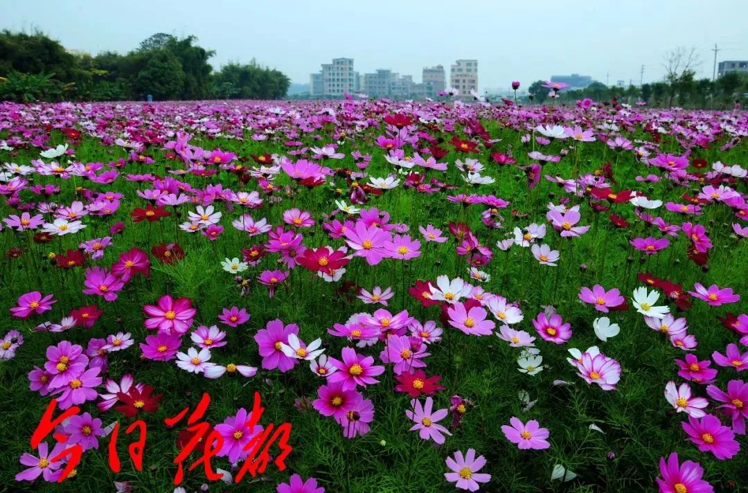 春天到了正好踏青花都這幾片花海驚豔整個廣州