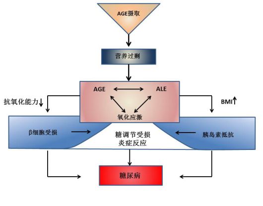 圖1:通過飲食攝入體內的過量age導致糖尿病的發病機制此外,活體研究