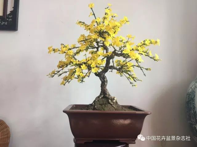 (花卉)盛花後迎春盆景怎樣養護