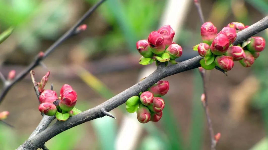 海棠花開別樣紅田園樂溫處處春