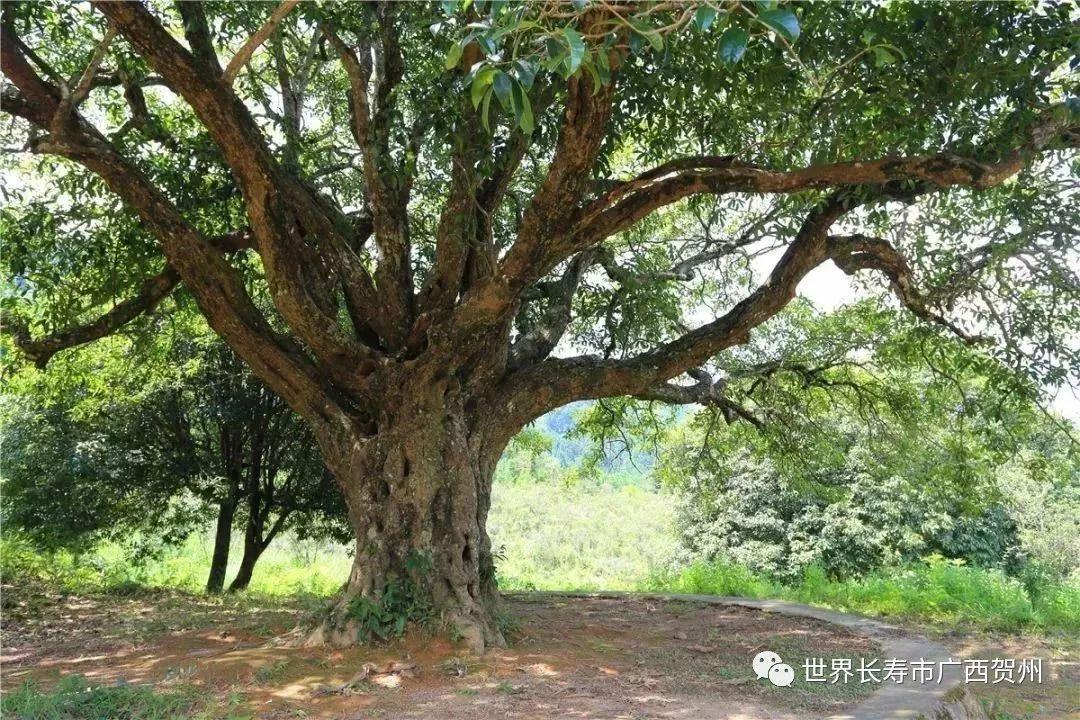 广西树木种类图片