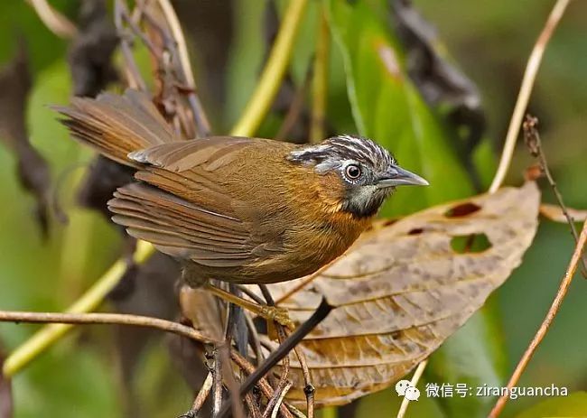 2018廣西龍州弄崗觀鳥賽鳥浪第一波