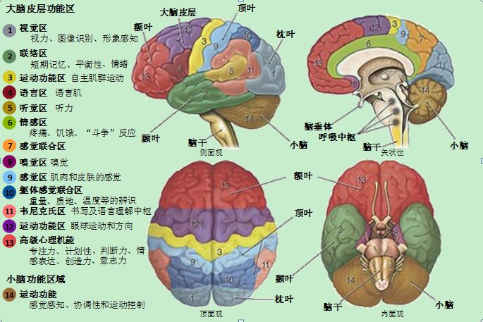 大脑皮层功能区示意图图片