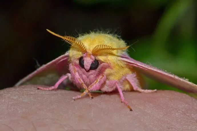 世界上最可爱的蛾子图片