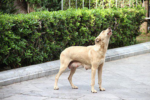 饲犬的嚎叫全一卷图片