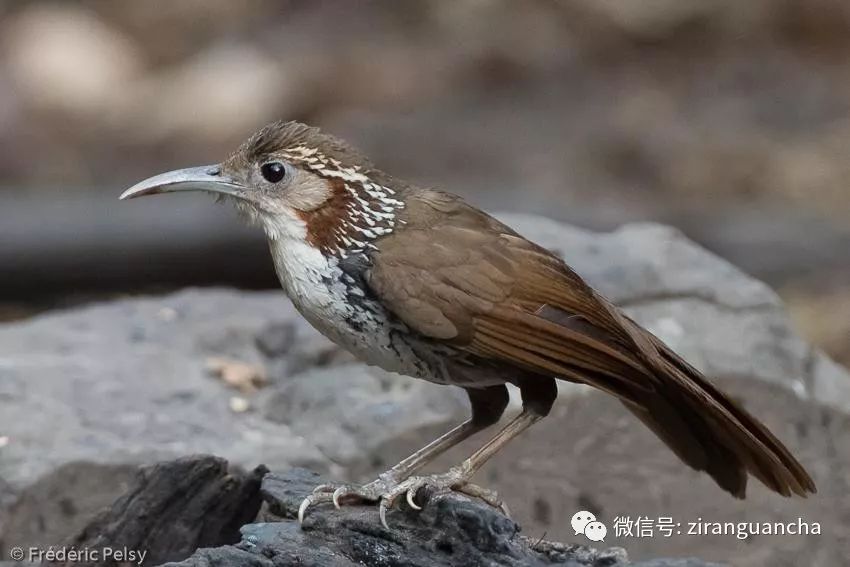 2018廣西龍州弄崗觀鳥賽鳥浪第一波