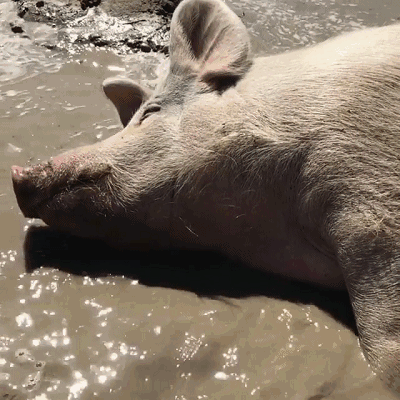 猪喝水动图图片