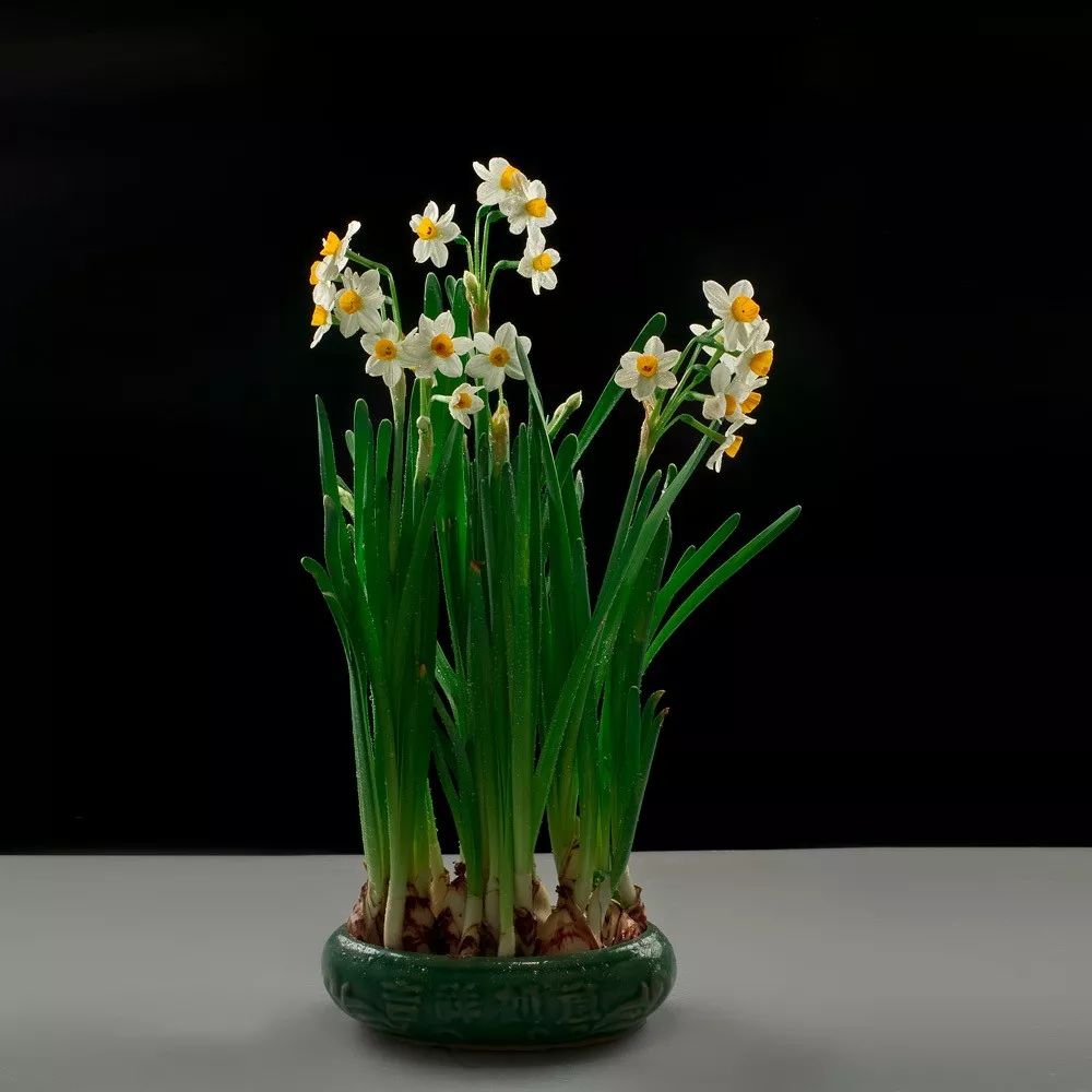 4 水仙花(daffodil)moral寓意:浪漫 romance 长寿 longevity3.